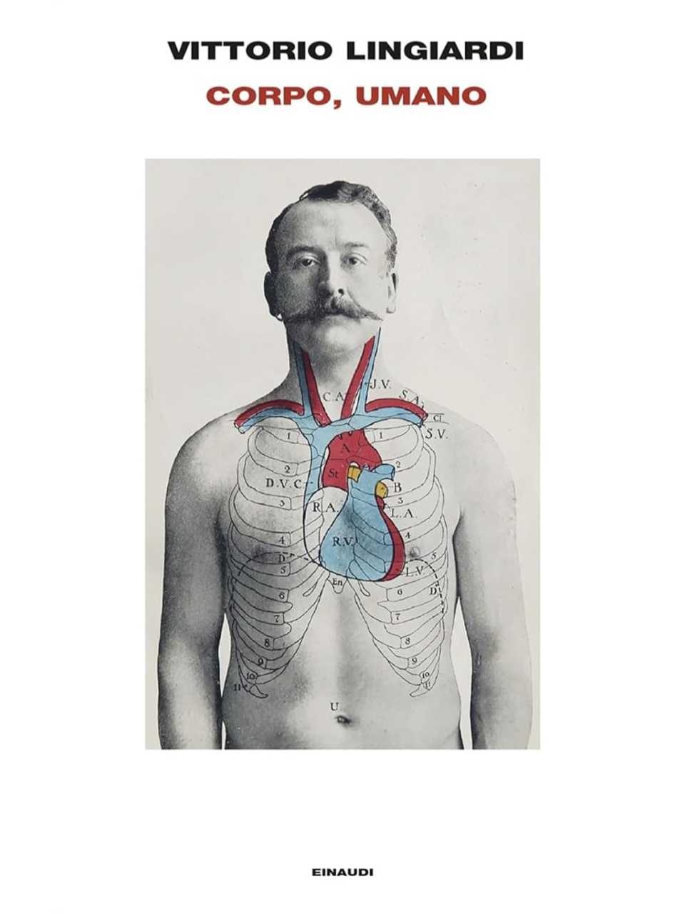 Corpo, umano